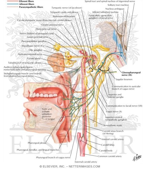 Glossopharyngeal Nerve (IX) and Otic Ganglion