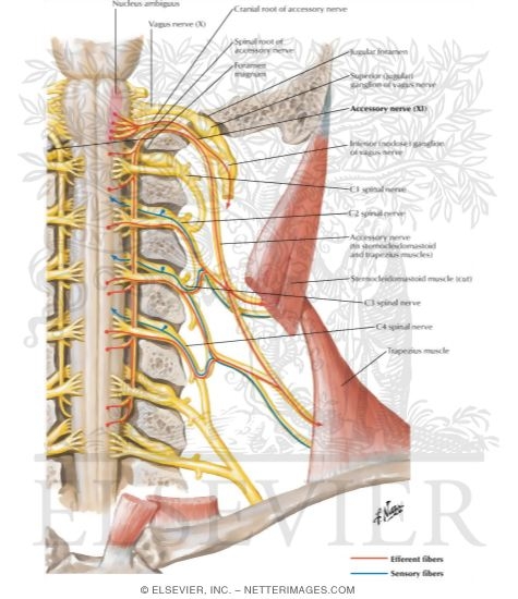 Watermarked preview of labeled image: Accessory Nerve (XI): Schema