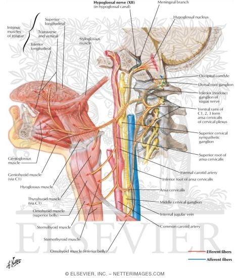 Watermarked preview of labeled image: Hypoglossal (XII) Nerve
Hypoglossal Nerve (XII)
Hypoglossal Nerve (XII): Schema