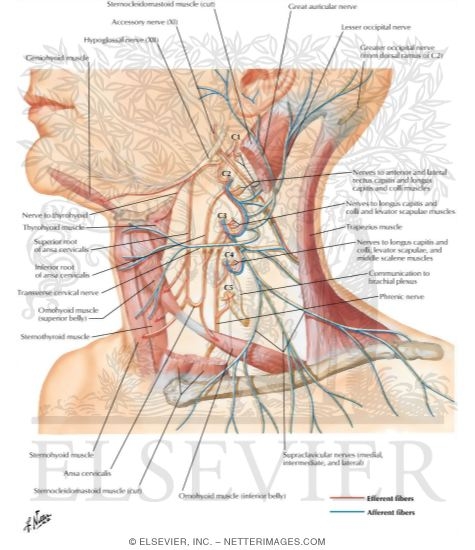 Cervical Plexus