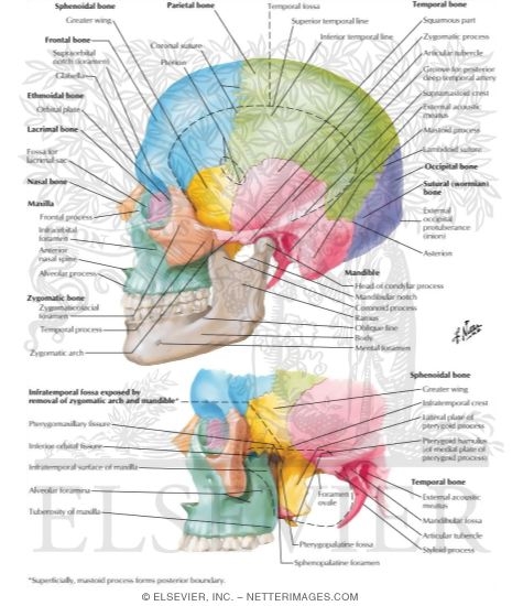 Watermarked preview of labeled image: Lateral Aspect of Skull