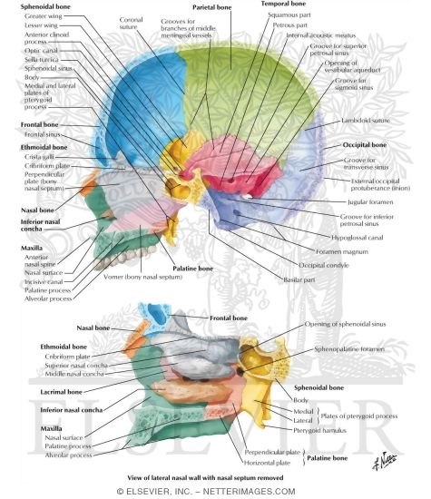 Midsagittal Section of Skull