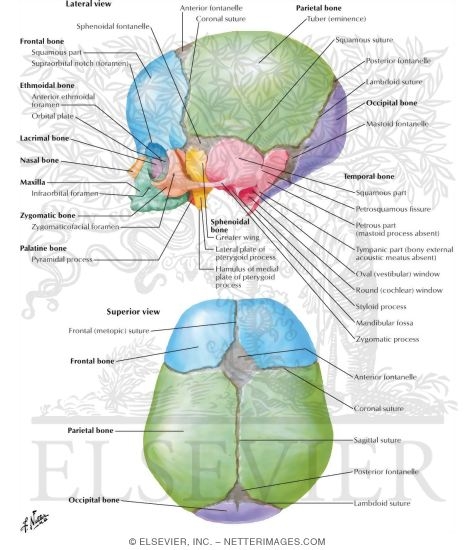 Watermarked preview of labeled image: Skull of the Newborn
