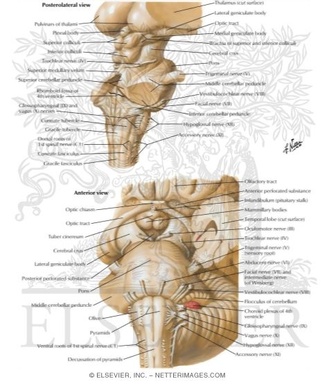 Brainstem
