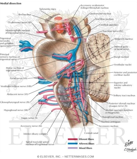 Cranial Nerve Nuclei In Brainstem Schema