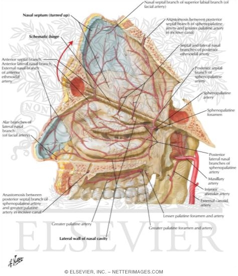 Arteries of Nasal Cavity: Nasal Septum Turned Up