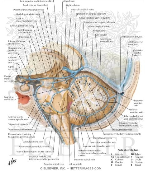 Watermarked preview of labeled image: Veins of Posterior Cranial Fossa