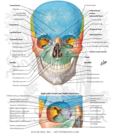 Anterior Aspect of Skull
