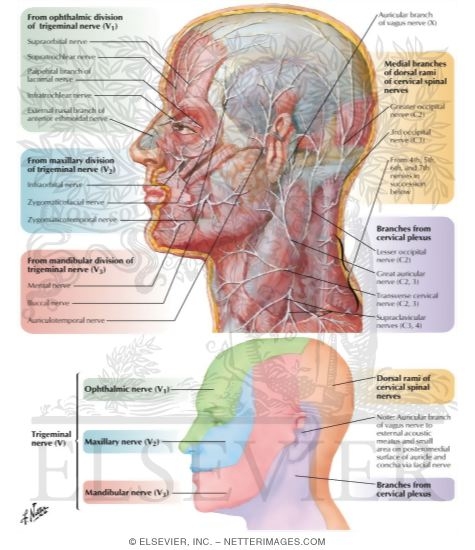 Cutaneous Nerves of Head and Neck