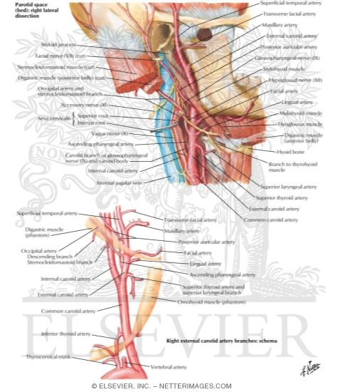 Carotid Arteries