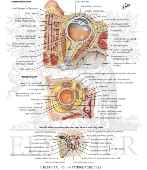 Fascia of Orbit and Eyeball