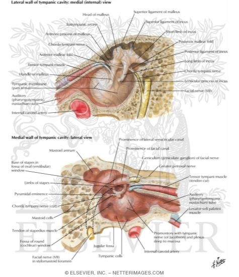 Tympanic Cavity