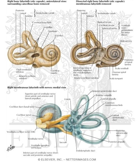 Osseous and Membranous Labyrinths
Bony and Membranous Labyrinths