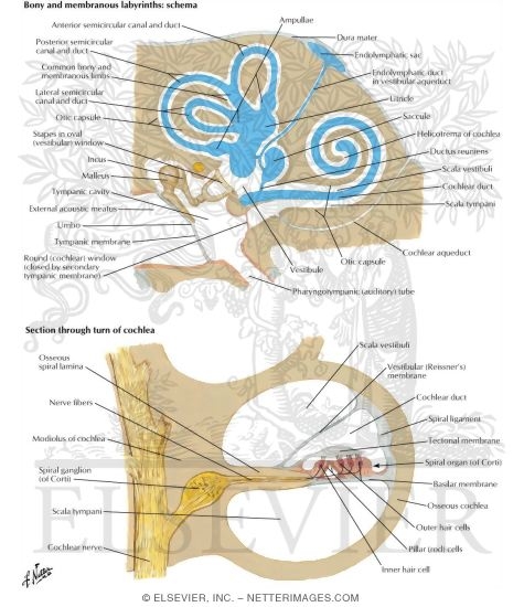 Adult Ear Organization