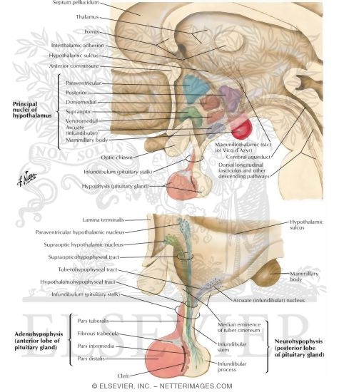 Watermarked preview of labeled image: Hypothalamus and Hypophysis