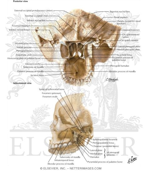 Cranial Base: Pterygoid Fossae