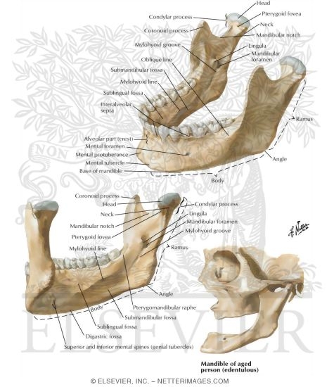 Mandible