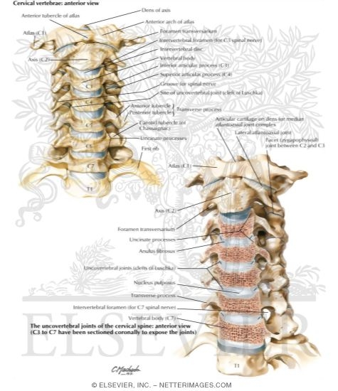 Cervical Vertebrae: Uncovertebral Joints
