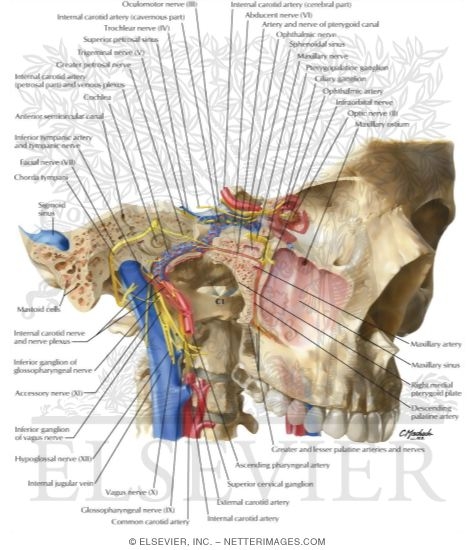 Watermarked preview of labeled image: Orientation of Nerves and Vessels of the Cranial Base