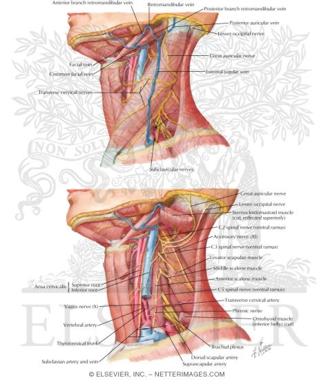 Watermarked preview of labeled image: Posterior Triangle: General Information