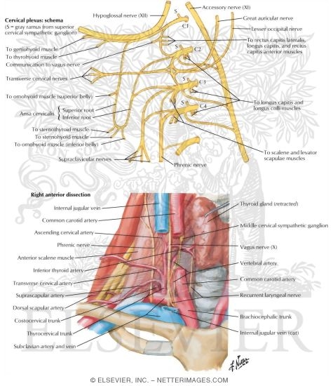 Nerves And Vessels Of Neck