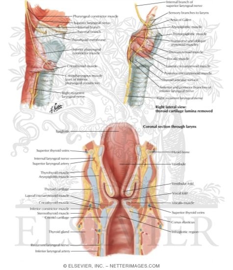Watermarked preview of labeled image: Nerves of Larynx