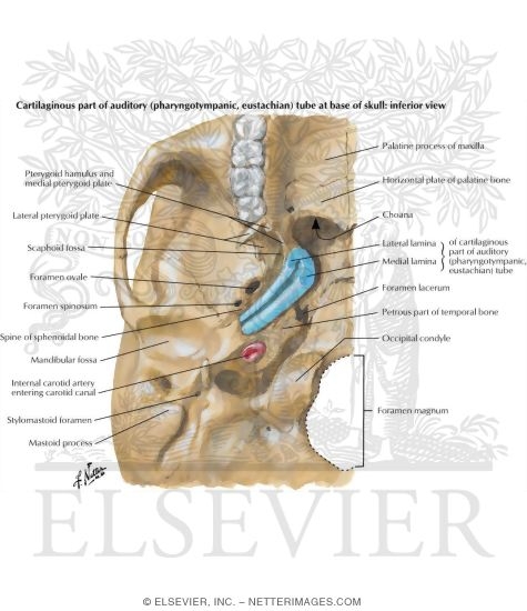 Auditory (Pharyngotympanic, Eustacian) Tube