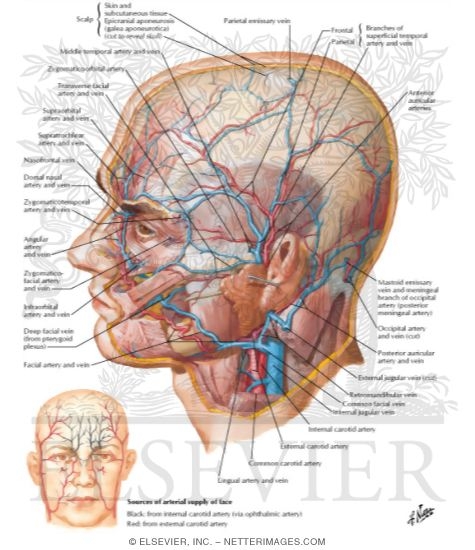 Superficial Arteries and Veins of Face and Scalp