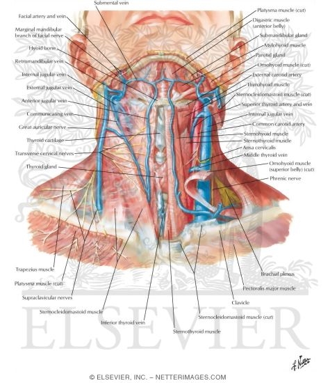 Superficial Veins and Cutaneous Nerves of Neck