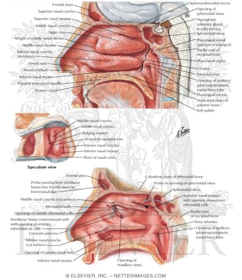 Lateral Wall of Nasal Cavity