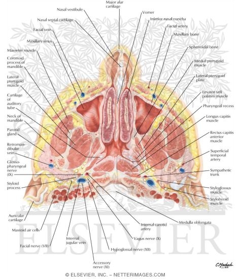 Nose and Paranasal Sinuses: Cross Section