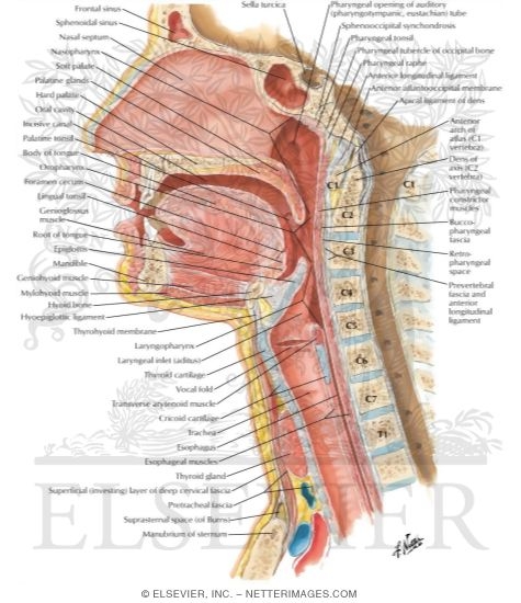 Watermarked preview of labeled image: Pharynx: Median Section
