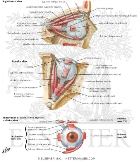 Eye 2025 muscles labeled
