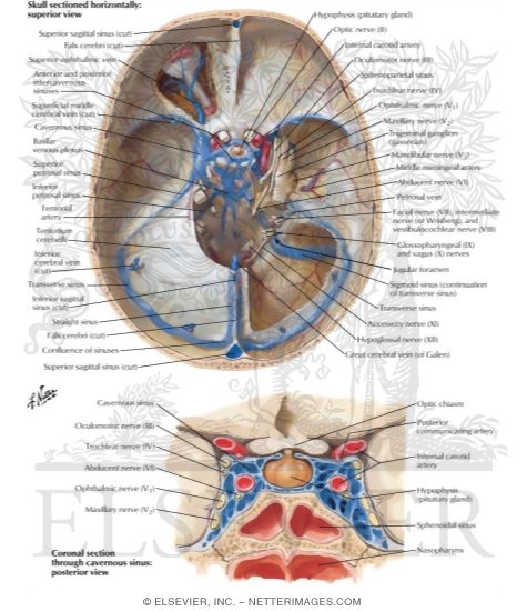 Dural Venous Sinuses Dural Venous Sinuses