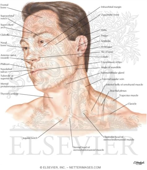 Head and Neck: Surface Anatomy