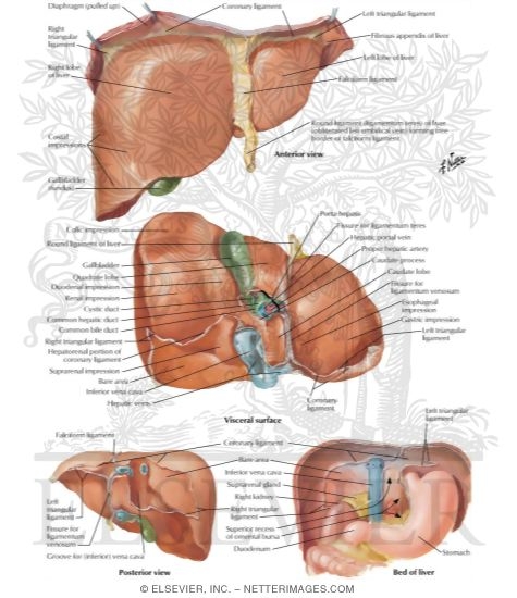 Surfaces and Bed of Liver