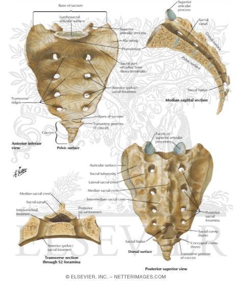 Sacrum and Coccyx
Osteology