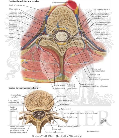 Watermarked preview of labeled image: Spinal Nerve Origin: Cross Sections