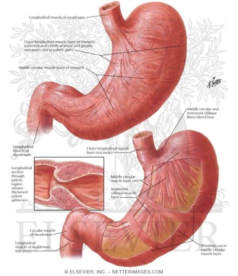 Musculature of Stomach