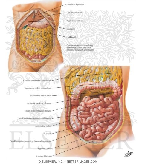 Watermarked preview of labeled image: Greater Omentum and Abdominal Viscera
Small Intestine I - Topography and Relations