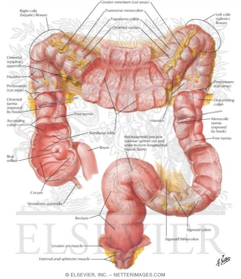 Large Intestine Structure
Mucosa and Musculature of Colon
Mucosa and Musculature of Large Intestine
Structure of Colon