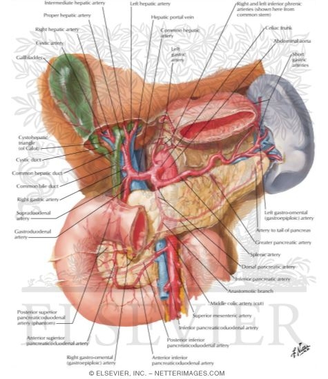 Atlas of Human Anatomy - 1st Edition