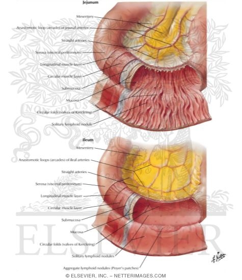 Watermarked preview of labeled image: Mucosa and Musculature of Small Intestine
Small Intestine Structure