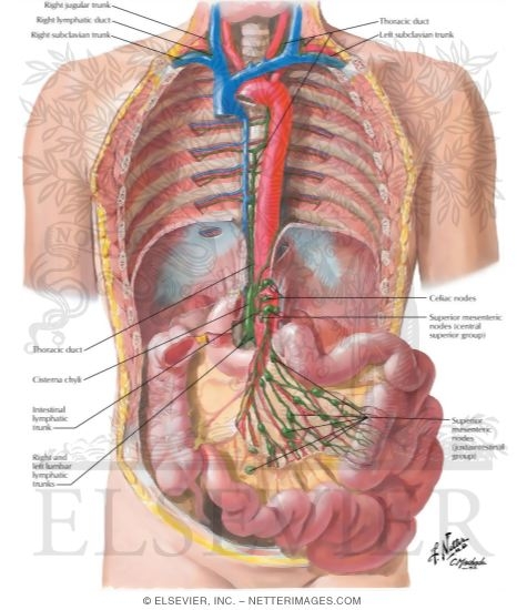 Lymph Drainage of Small Intestine
Lymph Vessels and Nodes of Small Intestine