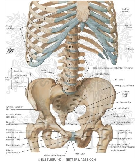 Watermarked preview of labeled image: Bony Framework of Abdomen
Bony Framework of Abdominopelvic Cavity
Landmarks and Other Structures