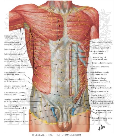 Innervation of Abdomen and of Perineum
Nerves of Anterior Abdominal Wall