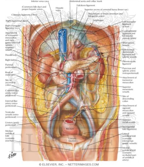 Peritoneum of Posterior Abdominal Wall