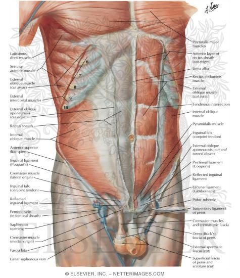 Watermarked preview of labeled image: Anterior Abdominal Wall: Intermediate Dissection
Anterolateral Abdominal Wall