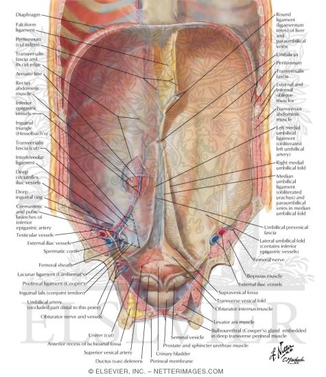 Anterior Abdominal Wall: Internal View
Anterolateral Abdominal Wall