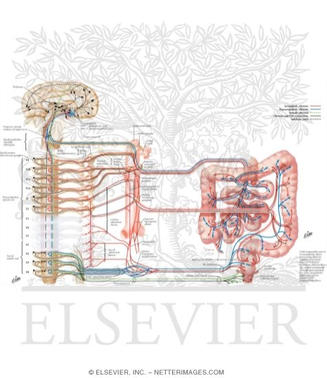 Watermarked preview of labeled image: Autonomic Innervation
Innervation of Small and Large Intestines: Schema
Nerve Supply of Small and Large Intestines
